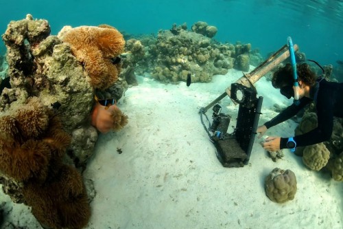 Emma Weschke deploying infrared cameras on a reef